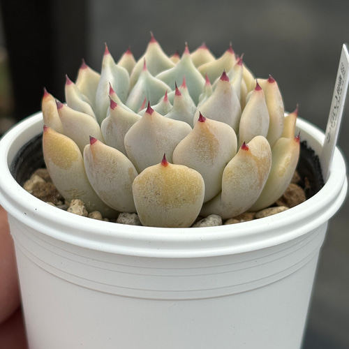 人気レア品種！☆雪つぼみ 多肉植物 自家繁殖 国産 多肉植物 美