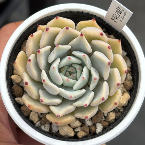 多肉植物 淡雪綴化（ツヅリカ） 肉厚な姿に戻したい淡雪 | ウチ