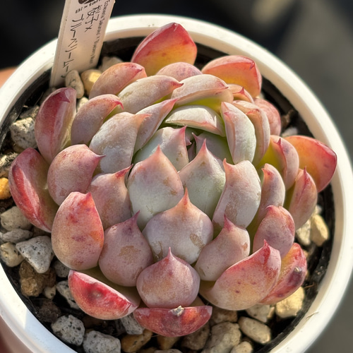 オリジナル交配苗！☆桜子×ブルーベリームーン 多肉植物 エケベリア