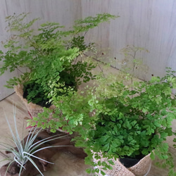 立派♡ 希少♡斑入り♡エバーフレッシュ♡ネムの木♡観葉植物♡インテリア♡ 希少♡斑入り♡エバーフレッシュ♡ネムの木♡観葉植物
