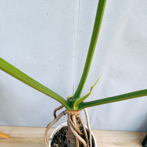 現品］7番 フィロデンドロン セローム 幹上がり 8号 観葉植物 大型