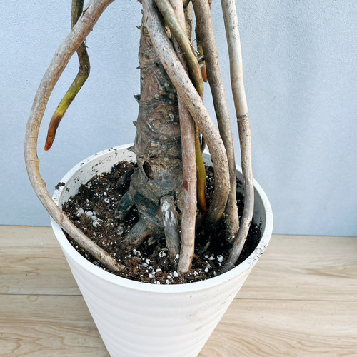 現品］7番 フィロデンドロン セローム 幹上がり 8号 観葉植物 大型