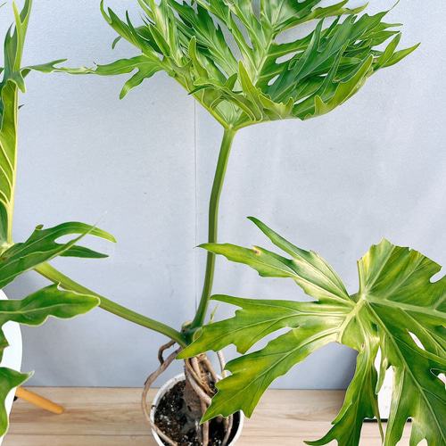 現品］7番 フィロデンドロン セローム 幹上がり 8号 観葉植物 大型