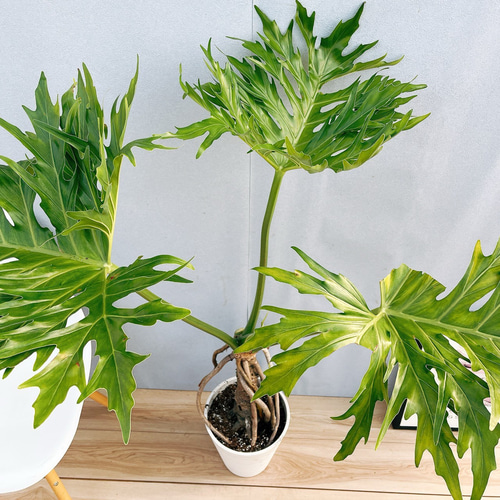 現品］7番 フィロデンドロン セローム 幹上がり 8号 観葉植物 大型