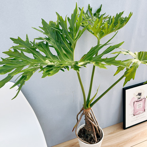 現品］7番 フィロデンドロン セローム 幹上がり 8号 観葉植物 大型