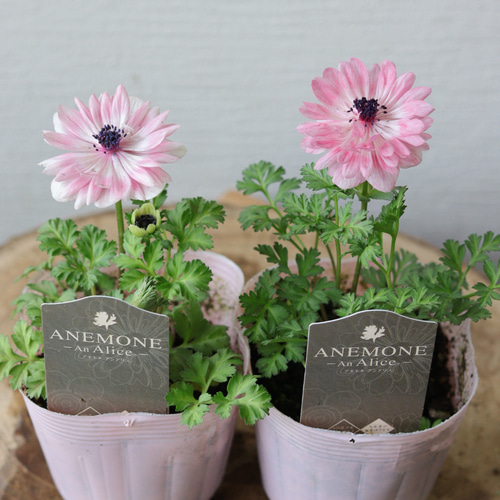 Fアネモネアンアリス （ピンクのアネモネの寄せ植え♡ 花