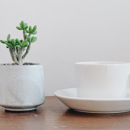 ちょっとおもちゃのような作りがかわいい「チレコドン デシピエンス