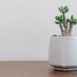 ちょっとおもちゃのような作りがかわいい「チレコドン デシピエンス