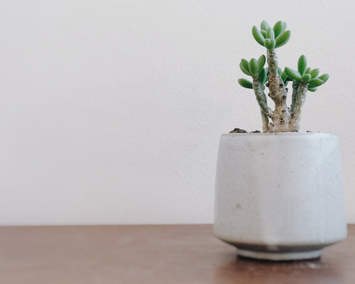 ちょっとおもちゃのような作りがかわいい「チレコドン デシピエンス