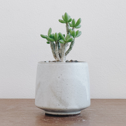 ちょっとおもちゃのような作りがかわいい「チレコドン デシピエンス