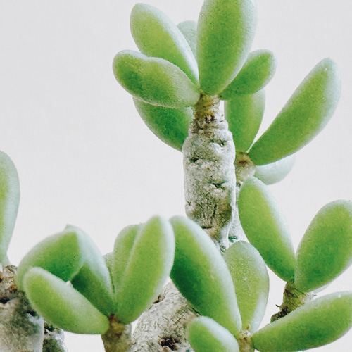 ちょっとおもちゃのような作りがかわいい「チレコドン デシピエンス