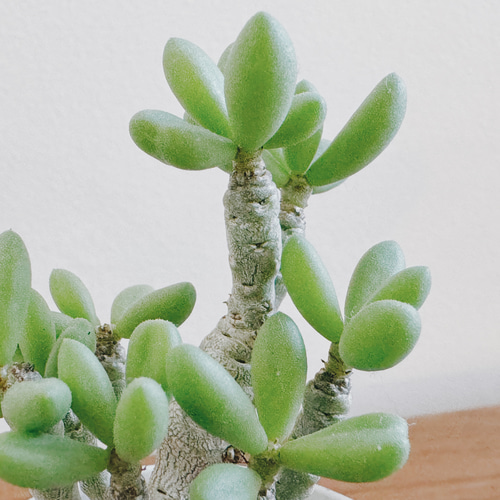 親株 チレコドン デシピエンス 実生 チレコドン・デシピエンス＃G4