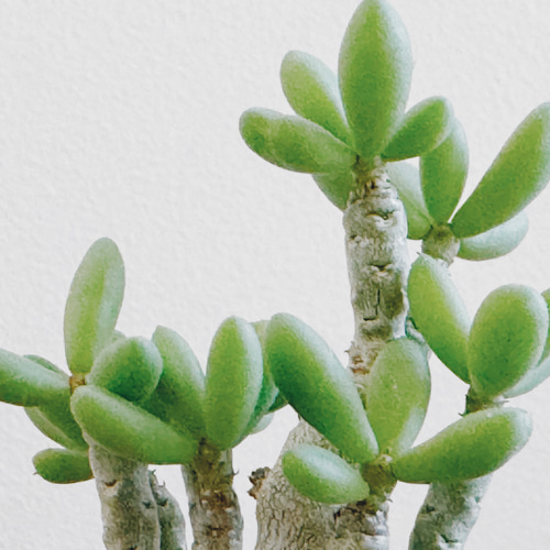 ちょっとおもちゃのような作りがかわいい「チレコドン デシピエンス