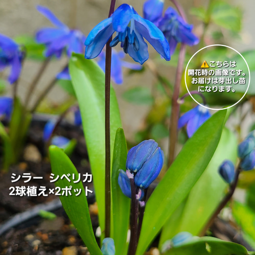 シラー シベリカ 芽出し球根苗2球植え×2ポット アートフラワー