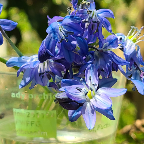 シラー シベリカ 芽出し球根苗2球植え×2ポット アートフラワー