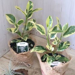 立派♡ 希少♡斑入り♡エバーフレッシュ♡ネムの木♡観葉植物♡インテリア♡ 希少♡斑入り♡エバーフレッシュ♡ネムの木♡観葉植物