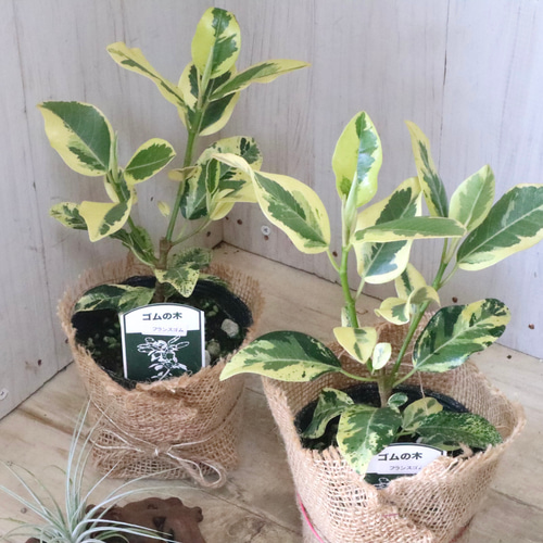 希少♡斑入り♡フランスゴムの木♡ルビギノーサ♡観葉植物♡ アート