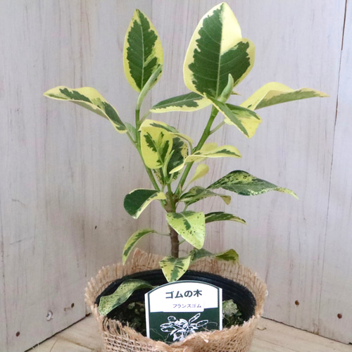 希少♡斑入り♡フランスゴムの木♡ルビギノーサ♡観葉植物♡ アート