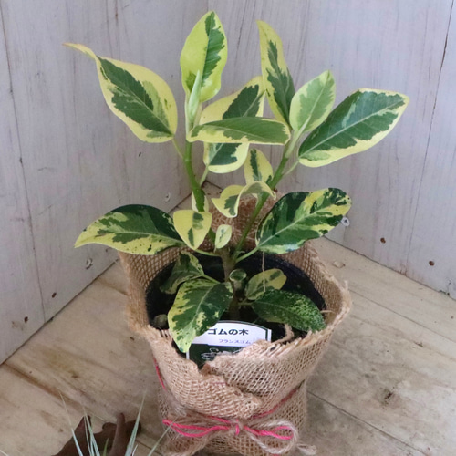 希少♡斑入り♡フランスゴムの木♡ルビギノーサ♡観葉植物♡ アート