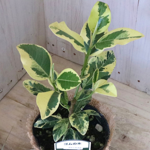 希少♡斑入り♡フランスゴムの木♡ルビギノーサ♡観葉植物♡ アート