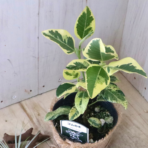希少♡斑入り♡フランスゴムの木♡ルビギノーサ♡観葉植物♡ アート