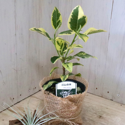希少♡斑入り♡フランスゴムの木♡ルビギノーサ♡観葉植物♡ アート