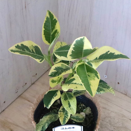 希少♡斑入り♡フランスゴムの木♡ルビギノーサ♡観葉植物♡ アート