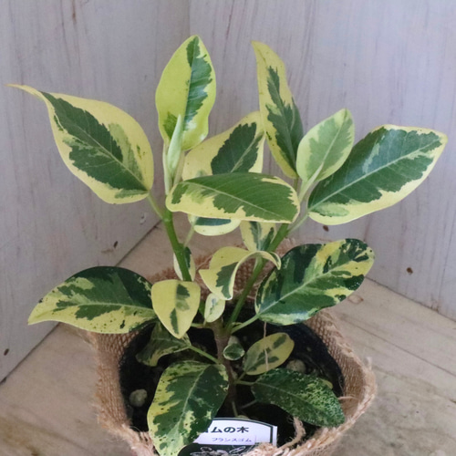 希少♡斑入り♡フランスゴムの木♡ルビギノーサ♡観葉植物♡ アート
