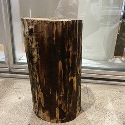 万年茸(霊芝）きのこのオブジェ キノコインテリア 立体・オブジェ 貫木