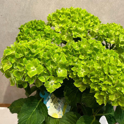 アジサイ❤️マジカルラプソディ❤️5号鉢 多肉植物 Garden_couleur