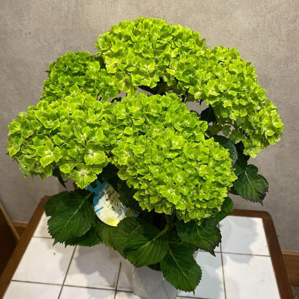 アジサイ❤️マジカルラプソディ❤️5号鉢 多肉植物 Garden_couleur