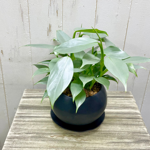 philodendron silver metal フィロデンドロン シルバーメタル