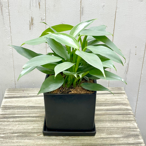 楽天市場】おしゃれ 観葉植物：フィロデンドロン シルバーメタル
