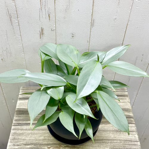 楽天市場】おしゃれ 観葉植物：フィロデンドロン シルバーメタル