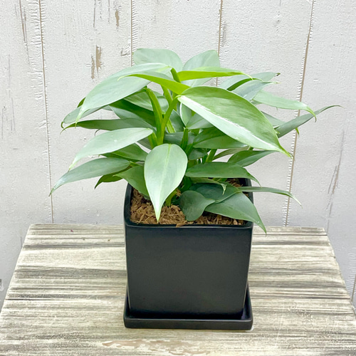 シルバーの美リーフ❤︎アガベ シルバースター その他インテリア雑貨  