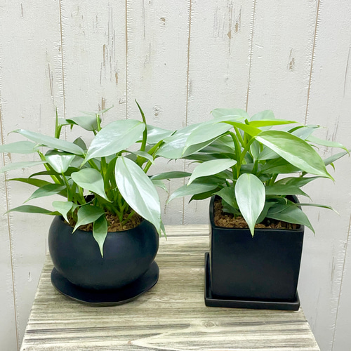 philodendron silver metal フィロデンドロン シルバーメタル