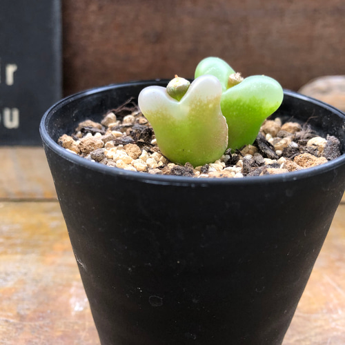 マウガニー♡花が美しい♡コノフィツム♡多肉植物♡メセン アート