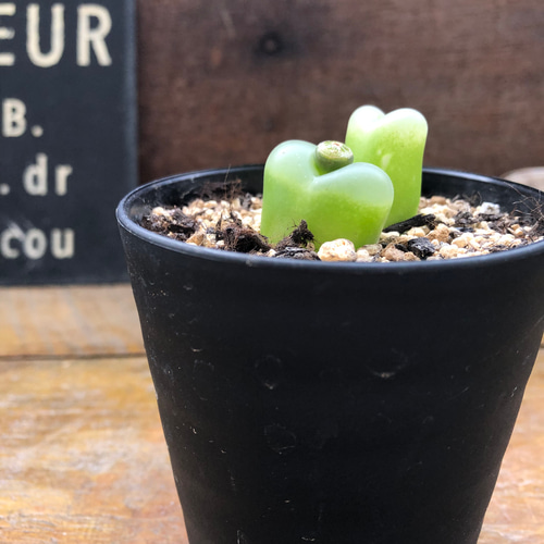 マウガニー♡花が美しい♡コノフィツム♡多肉植物♡メセン アート