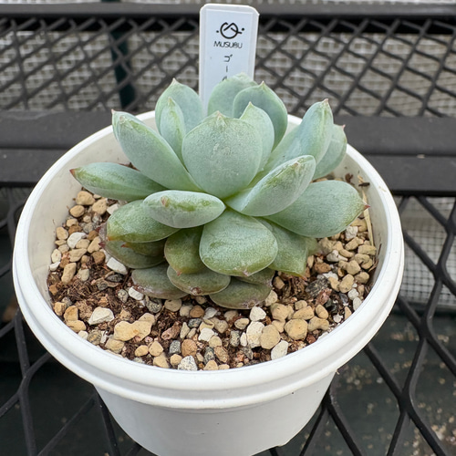 多肉植物 エケベリア ゴールドマネーツリー 抜き苗 その他インテリア