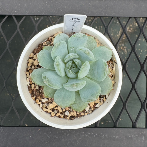 多肉植物 エケベリア ゴールドマネーツリー 抜き苗 その他インテリア