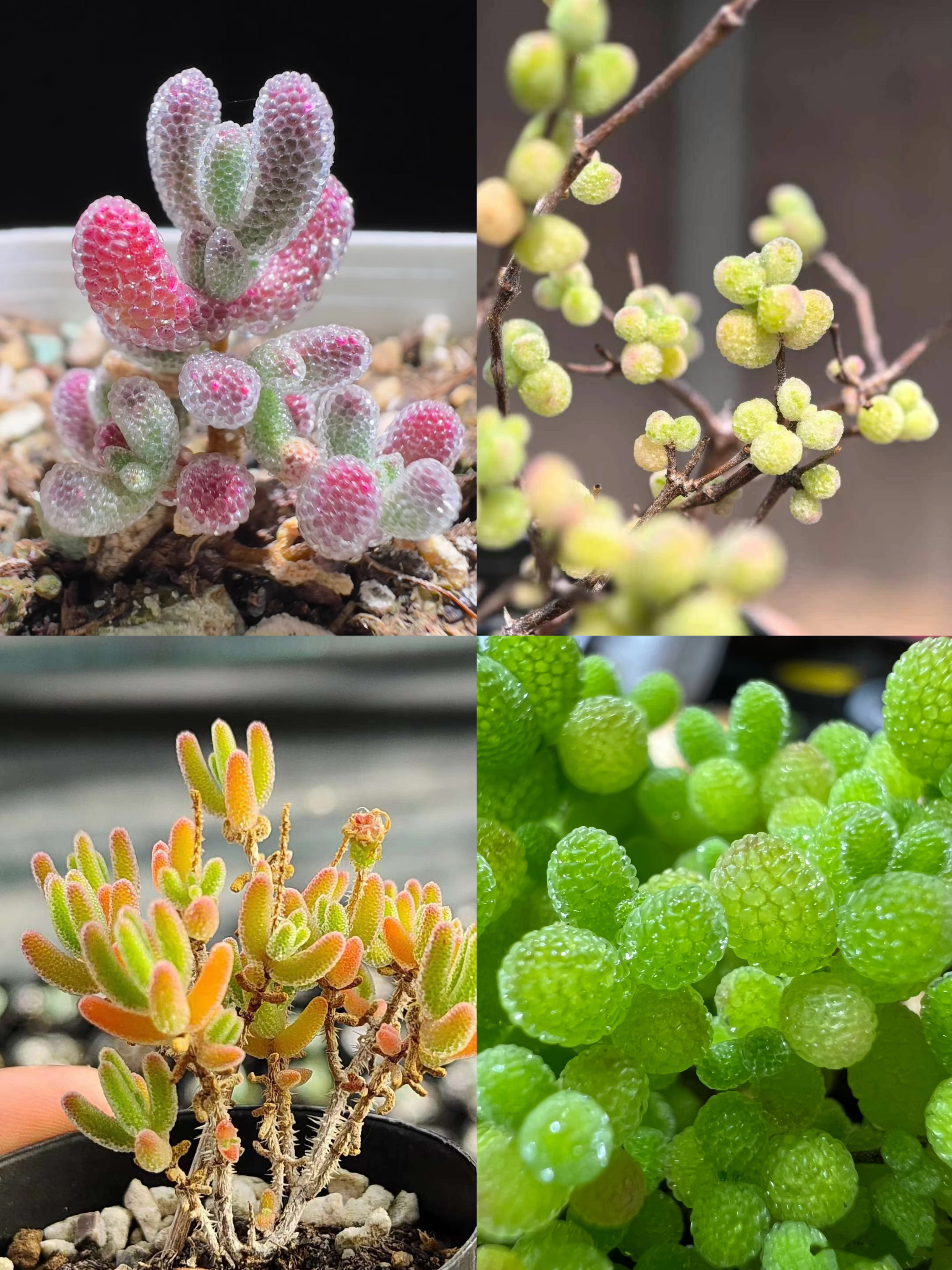 お買い得　早い者勝ち　多肉植物　人気ドロサンテマム キラキラ　超豪華 20品種 お買い得 早い者勝ち 人気ドロサンテマム キラキラ 20品種 2025