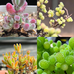 速達便で発送❣️多肉植物 ドロサンテマム キラキラ 4点セット カット