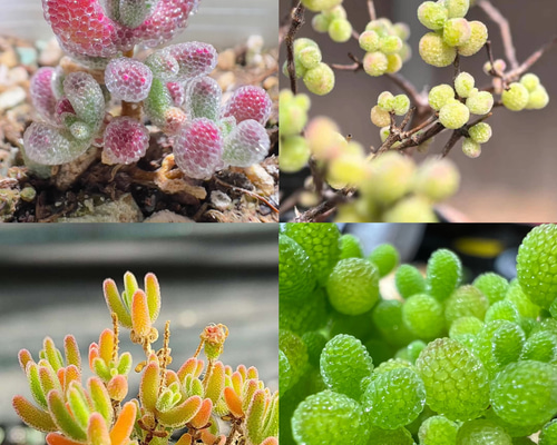 速達便で発送❣️多肉植物 ドロサンテマム キラキラ 4点セット カット