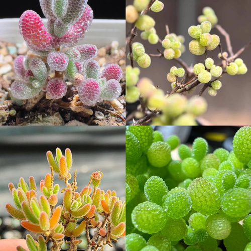 速達便で発送❣️多肉植物 ドロサンテマム キラキラ 4点セット カット