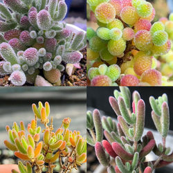 多肉植物 レア新品種 琥珀凍グス 抜き苗 3cm 1苗1200円 多肉植物 多肉植物 レア新品種 琥珀凍グス 抜き苗 3cm 1苗1200円 多肉植物