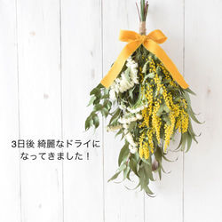 【送料無料】販売は4月上旬まで＊自家製切りたてミモザとユーカリのフレッシュスワッグ《生花からドライフラワーへ》 4枚目の画像