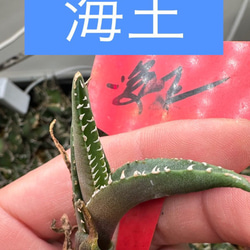 アガベ】金剛 キングコング 超良血統※同格送付 多肉植物 utahensis
