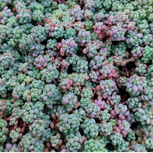 多肉植物　セダム ★星シリーズ★　カット苗 多肉植物セダム 10種5カットずつ【育成説明書付き】 多肉植物 多肉屋