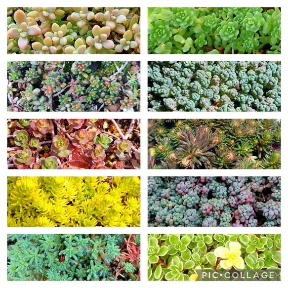 多肉植物セダム 10種5カットずつ【育成説明書付き】 多肉植物 多肉屋
