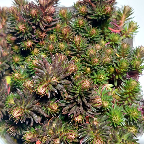 多肉植物セダム 10種5カットずつ【育成説明書付き】 多肉植物 多肉屋